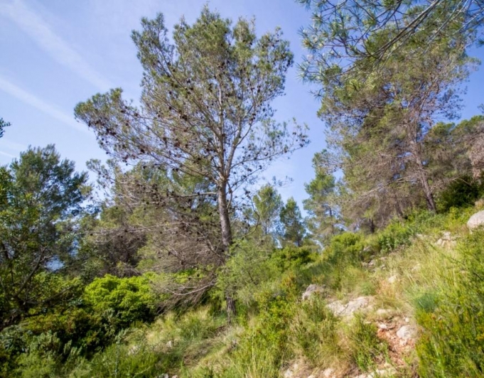 Parcela en Murla con bonitas vistas