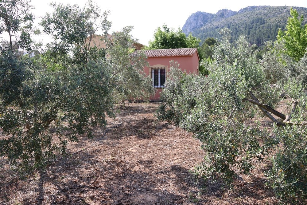 Prachtige villa Masia RiuSeñor, omgeven door olijfbomen en fruitbomen